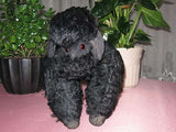 Antique German Black Mohair Poodle Dog 11 Inch Standing 1920s RARE