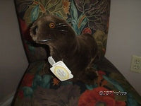 Ganz Sammy Seal H265AL 11 Inch Heritage Collection 1989 New All Tags Brown Plush
