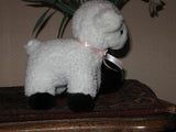 Rare Texel Holland Dutch Real Sheep Wool LAMB