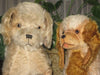 Antique DIEM German Mohair Dog Couple 1910-1915 OLD RARE