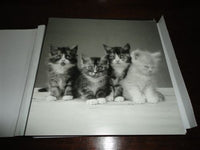 20 Cat and Kitten Black and White Photography Greeting Cards Set