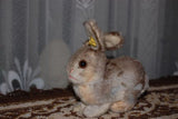 Old Vintage 1960s Steiff Germany Gray White Mohair Rabbit Silver Button Tag