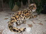 PIA Holland Soft Laying LEOPARD 13 Inch Gorgeous