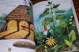 Rien Poortvliet David the Gnome Leven en Werken van de Kabouter Dutch Book