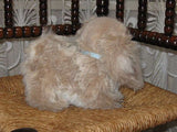 Steiff Germany Original Junior Pekingese Dog 2890/22  No id