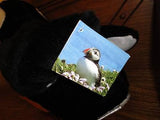 PUFFIN Bird Plush Newfoundland Labrador Canada