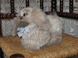 Steiff Germany Original Junior Pekingese Dog 2890/22  No id