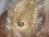 Steiff Mohair Duck Ente 6311 4.3 inch 11 cm Button Felt beak