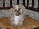 Steiff Germany Original Junior Pekingese Dog 2890/22  No id