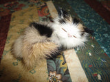 Real Fur Sleeping Kitten Tiger Striped Cat Brooch Jewelry 3 inch