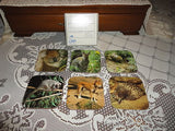 Australia Koala Kangaroo Wombat Dingo Vintage Coasters
