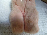Antique Vintage Musical Moving Baby Girl Doll Silk Plush Windup Key Bottle Moves