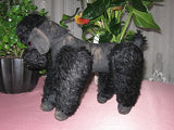 Antique German Black Mohair Poodle Dog 11 Inch Standing 1920s RARE