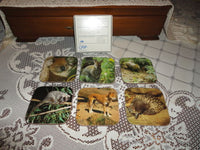 Australia Koala Kangaroo Wombat Dingo Vintage Coasters