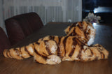 Steiff Tiger Lying Whiskers Airbrush Detail 066481 2001 35 CM All IDS KFS New