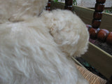 Antique Richard Diem Bear 50 CM White Mohair Fully Jointed 1940s Germany